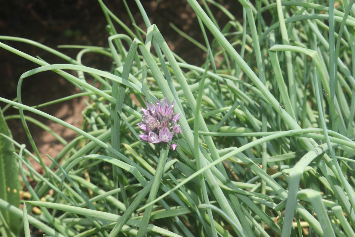 Allium schoenoprasum L.